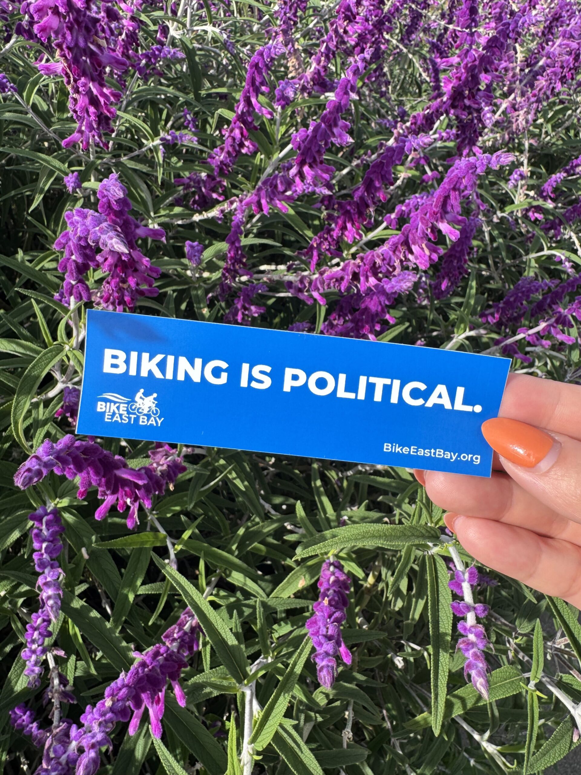 A hand holding a blue sticker that reads BIKING IS POLITICAL, with purple flowers in the background